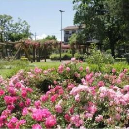Praça das Rosas